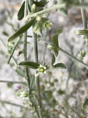iNaturalist observation photo of Lance-leaved Ditaxis