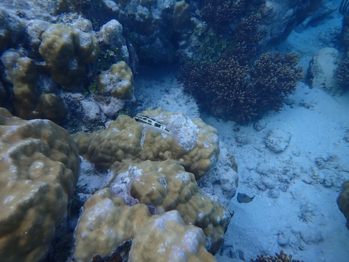 Scolopsis lineata