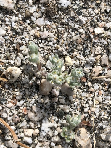 iNaturalist observation photo of dwarf cottonrose