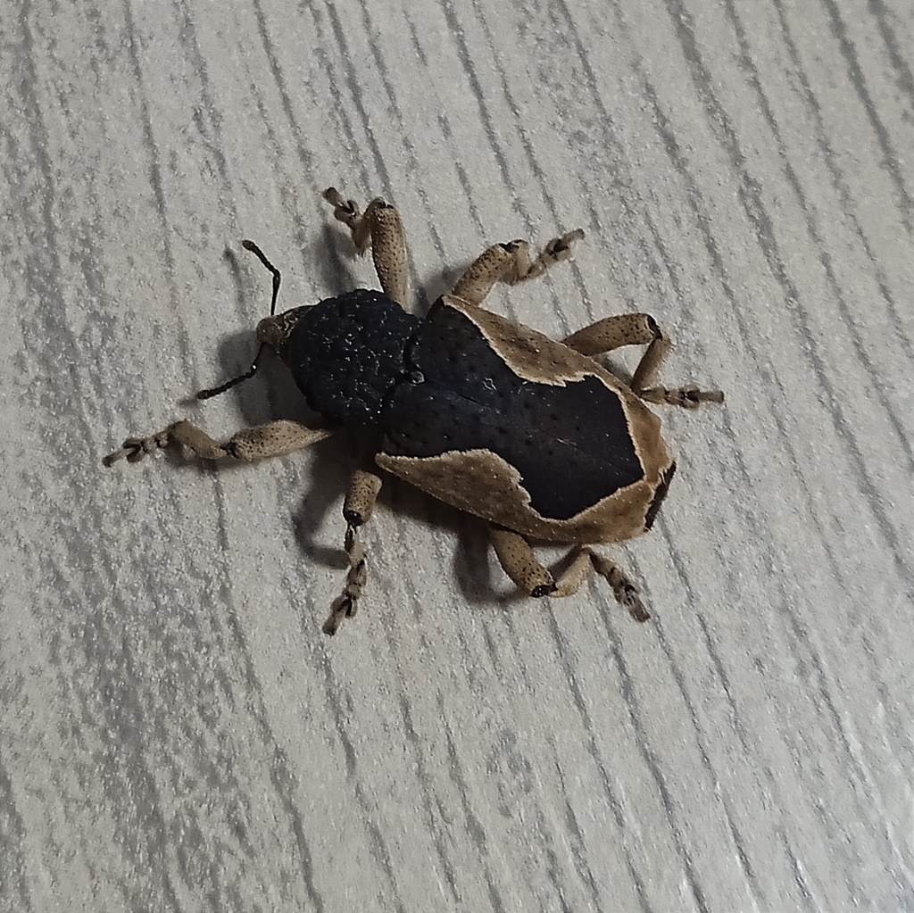 Elytrocoptus lirinus