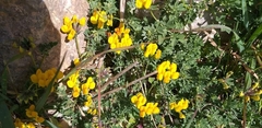 Lotus cytisoides