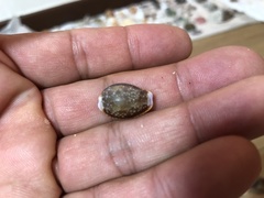 Naria helvola