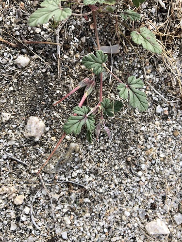 iNaturalist observation photo of Texas stork's bill