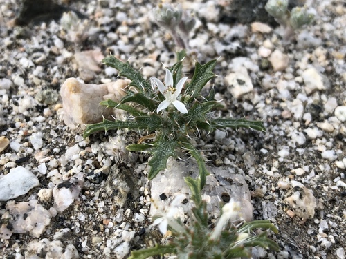 iNaturalist observation photo of Schott's calico