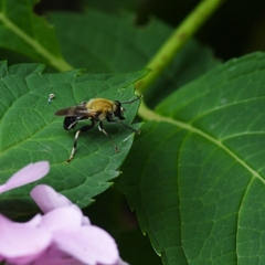 Pterallastes thoracicus