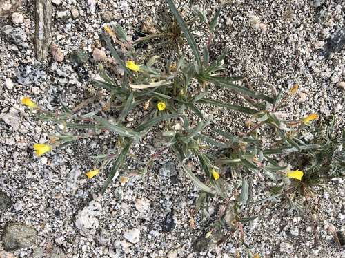 iNaturalist observation photo of pale yellow suncup