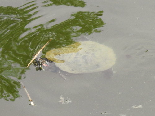 Trachemys scripta elegans