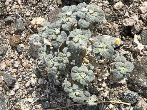 iNaturalist observation photo of Turtleback