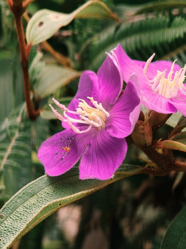 Melastoma malabathricum