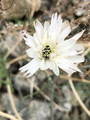 iNaturalist observation photo of Ornate Checkered Beetle