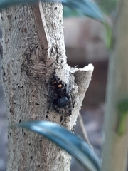 Phidippus audax