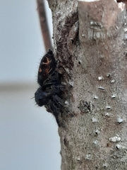 Phidippus audax