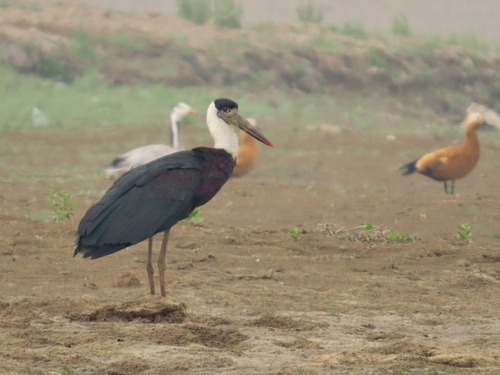 Asian Woolly-necked Stork