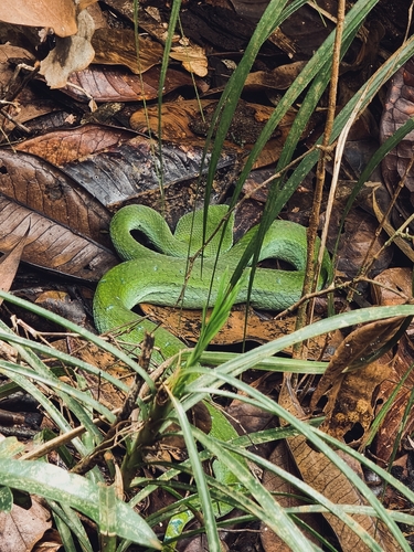 Tropidolaemus subannulatus