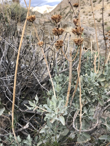 iNaturalist observation photo of bristle sage