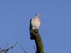 Columba palumbus