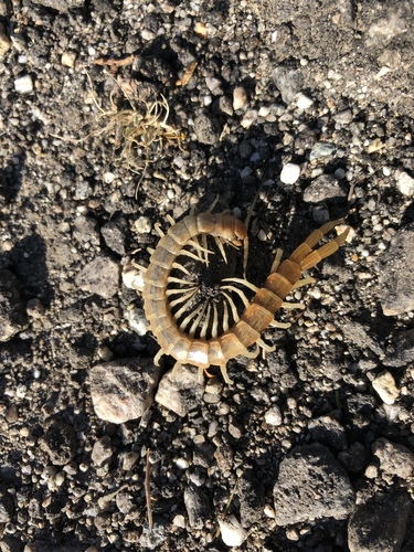 iNaturalist observation photo of Common Desert Centipede
