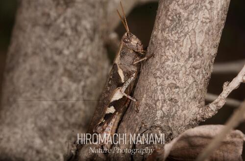 Xenocatantops brachycerus