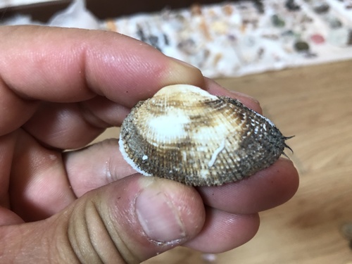 Barbatia decussata observed 2020-03-05