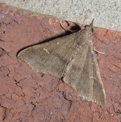 Renia flavipunctalis