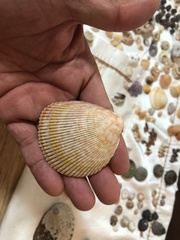 Acrosterigma burchardi