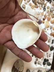 Acrosterigma burchardi