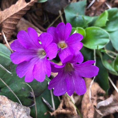Glaucous Primrose (Primula glaucescens)