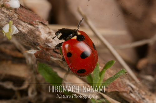 Seven-spotted Lady Beetle