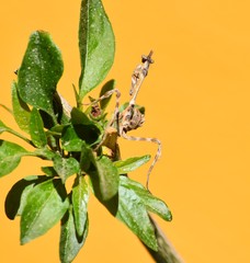 Pseudovates paraensis