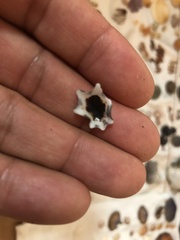 Patelloida saccharina