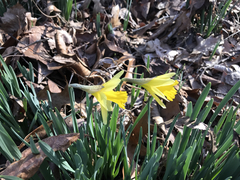 Narcissus pseudonarcissus pseudonarcissus