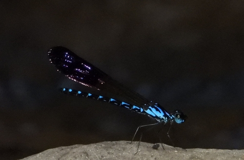 Common Blue Jewel
