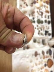 Patelloida saccharina