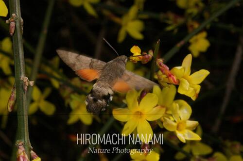 Eurasian Hummingbird Hawkmoth
