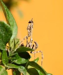 Pseudovates paraensis