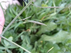 Diplotaxis catholica