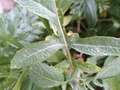 Diplotaxis catholica