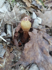 Calostoma ravenelii microsporum
