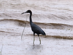 Egretta caerulea