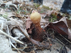 Calostoma ravenelii microsporum