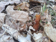 Calostoma ravenelii microsporum