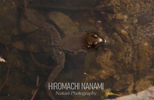 Taihang Brown Frog