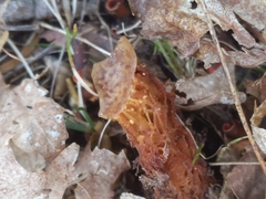 Calostoma ravenelii microsporum