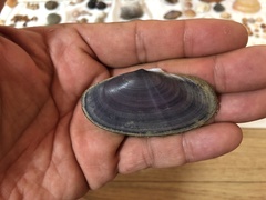 Hiatula atrata