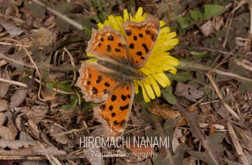 Asian Comma