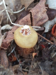 Calostoma ravenelii microsporum