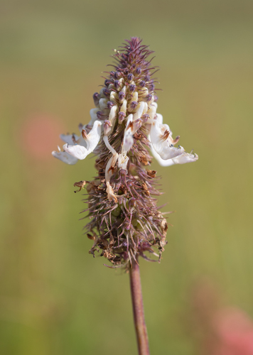 Coleus kirkii, photograph 3