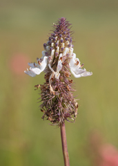 Coleus kirkii, photograph (c) Morten Ross, some rights reserved (CC BY)