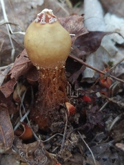 Calostoma ravenelii microsporum