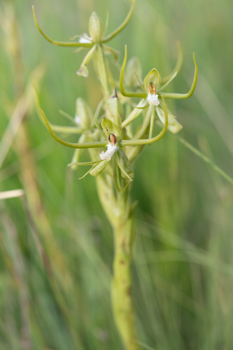 Clubspur Ghost Orchid (Habenaria clavata)